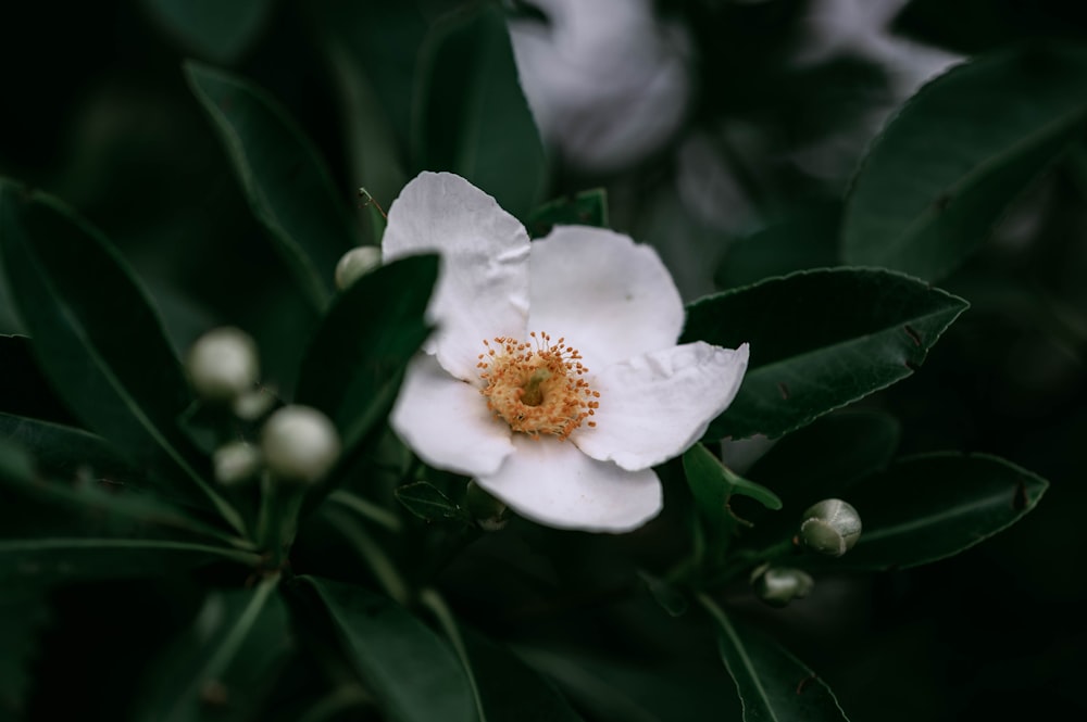 a close up of a white flower on a tree