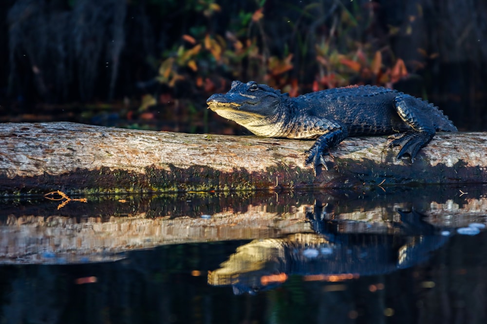 a large alligator sitting on top of a log