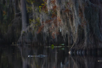 Whimsical swamp creatures dancing under moss-draped cypress trees at sunset.