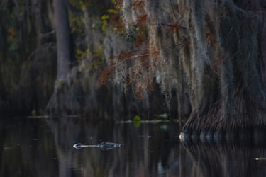 Exploring Gatorlandia: Insights from the Swamp