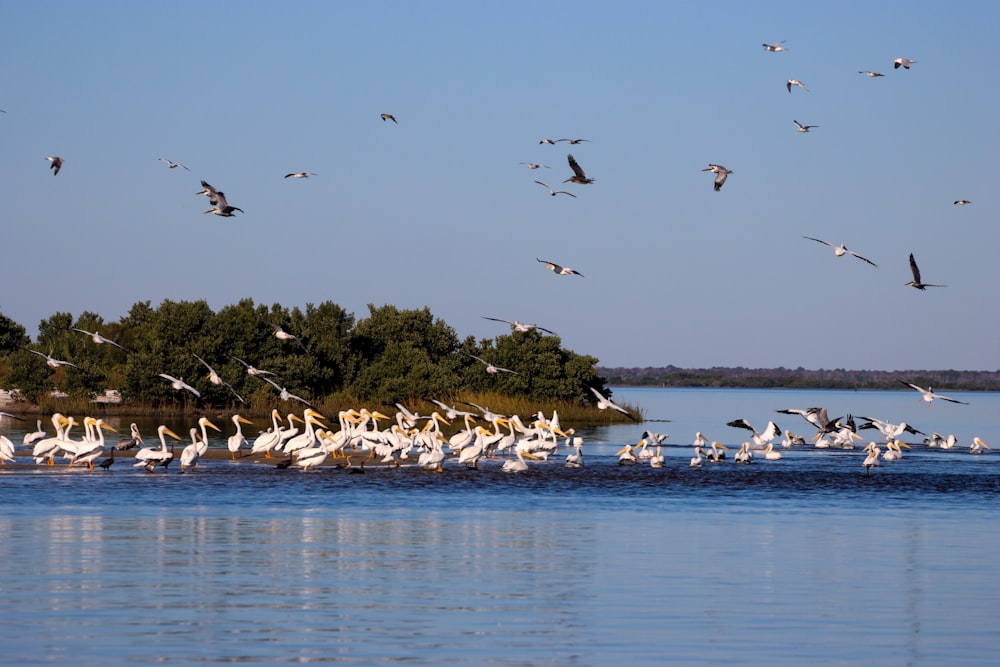 a flock of birds flying over a body of water