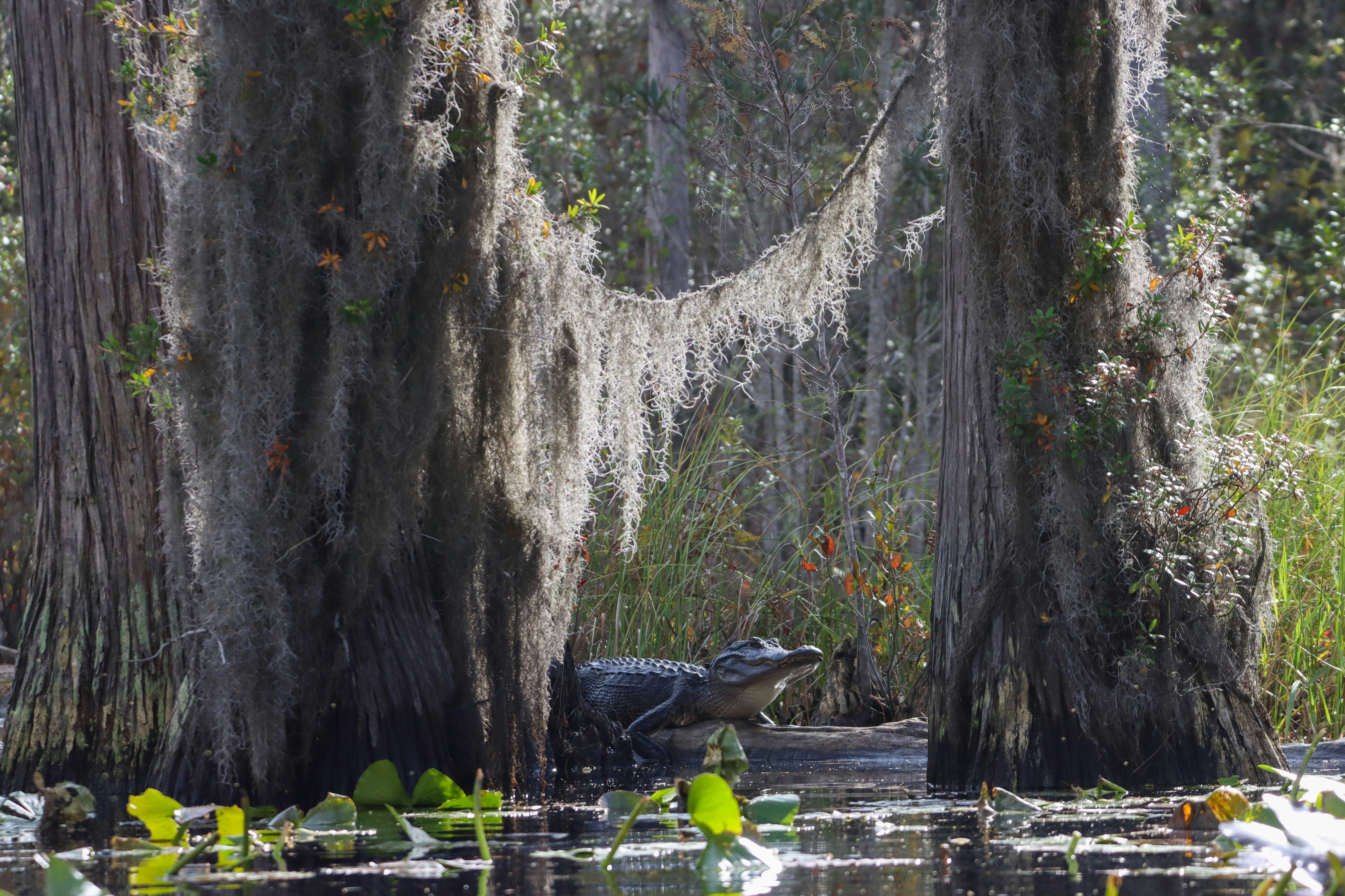 The Conservation Fund secures Okefenokee’s Trail Ridge from mining attempt
