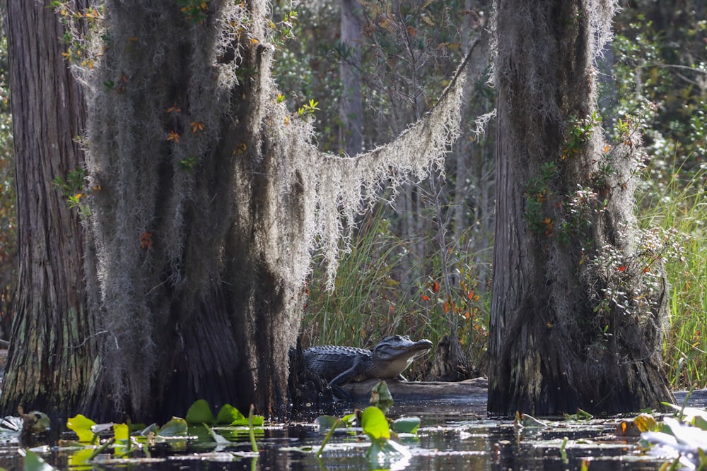 a large alligator in a swampy area surrounded by trees
