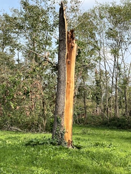 A broken tree stands surrounded by lush greenery and other trees in a forested area. The trunk is split, revealing the inner wood, and some foliage grows around its base. Sunlight filters through the trees, casting dappled shadows on the grass.