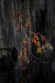 a tree that is next to a body of water