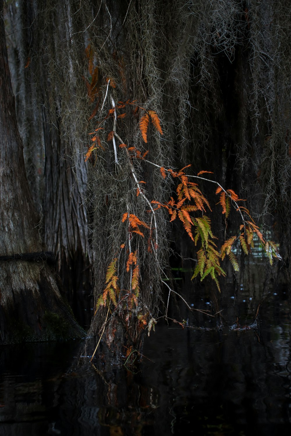 a tree that is next to a body of water