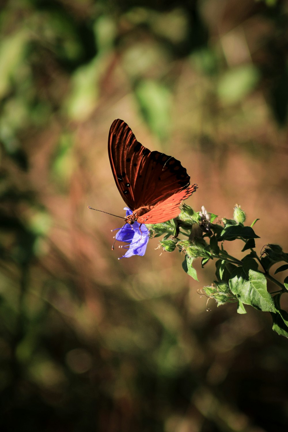 a butterfly sitting on top of a purple flower