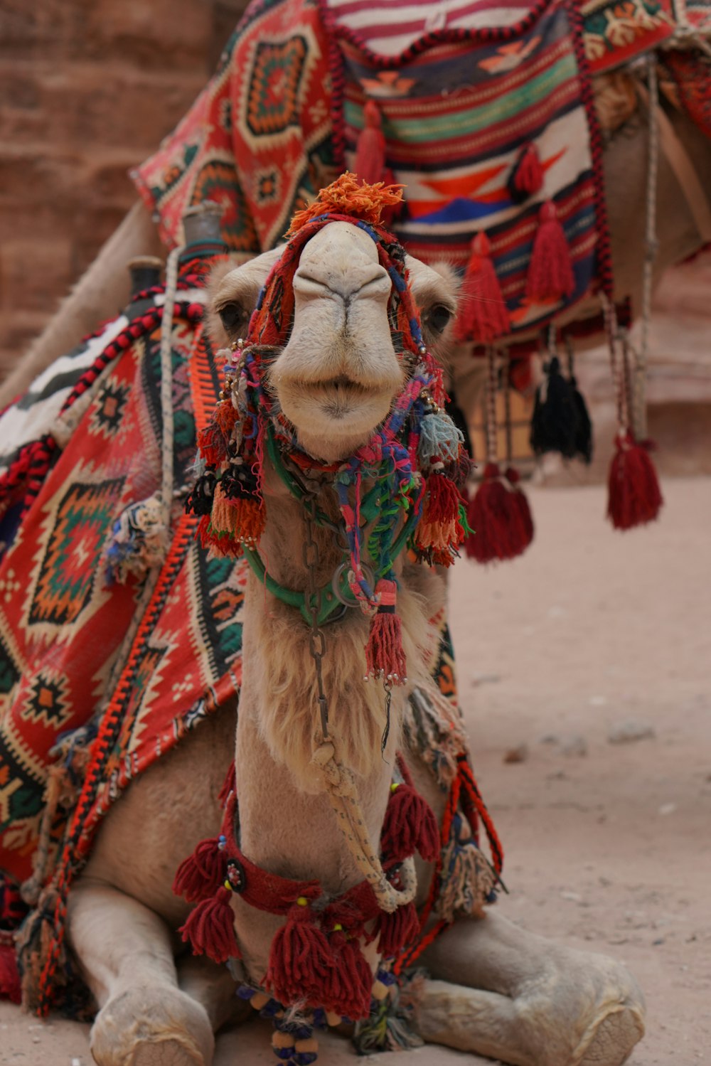 a camel with a colorful blanket on its back