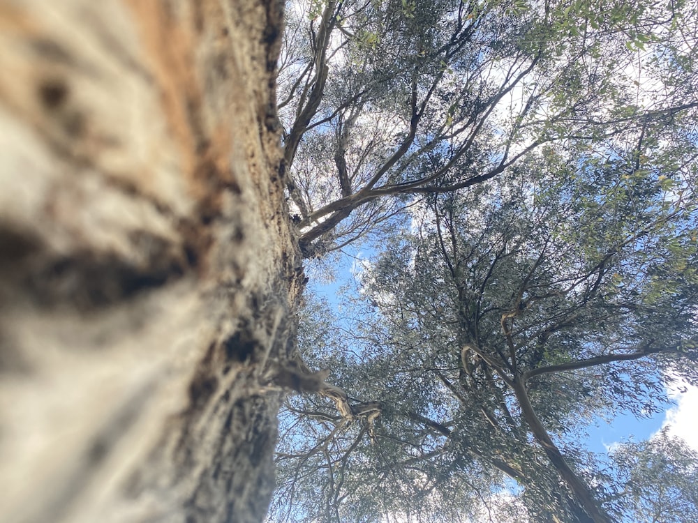 looking up at a tree from the ground