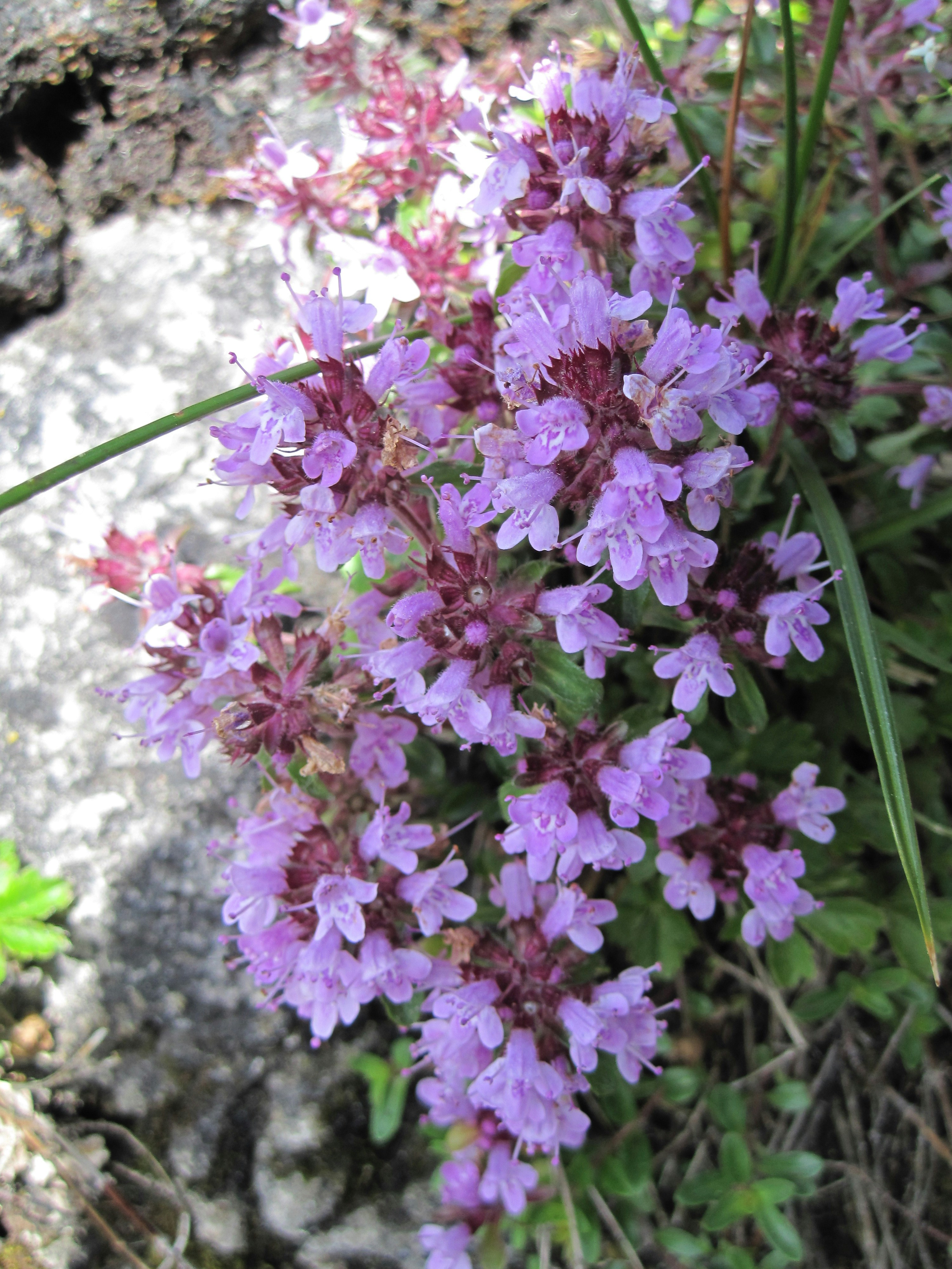 A bunch of purple flowers growing out of a rock photo – Free Flower ...