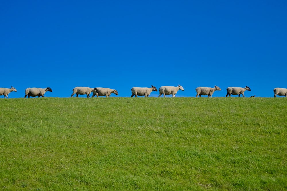 un rebaño de ovejas caminando por un exuberante campo verde