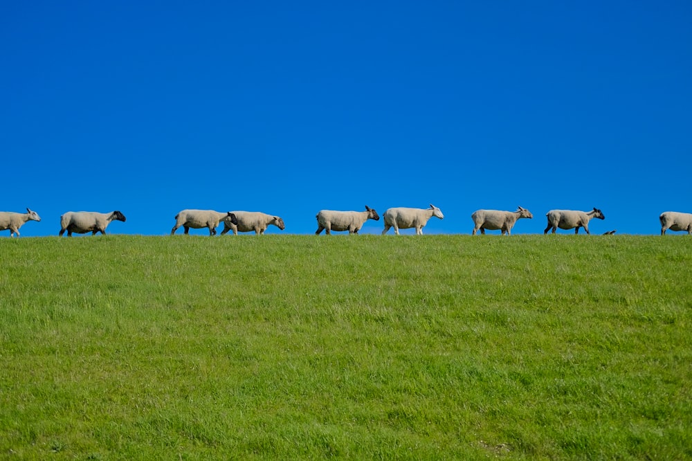 a herd of sheep walking across a lush green field