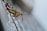 A close-up of an insect with elongated antennae perched on a textured surface. The insect has a striped body with shades of yellow and brown and a distinctive long snout.