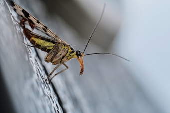 A close-up of an insect with elongated antennae perched on a textured surface. The insect has a striped body with shades of yellow and brown and a distinctive long snout.