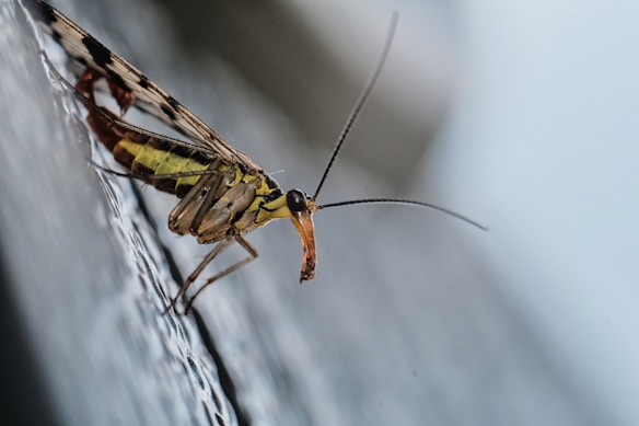 A close-up of an insect with elongated antennae perched on a textured surface. The insect has a striped body with shades of yellow and brown and a distinctive long snout.