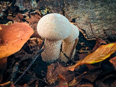 a close up of a mushroom on the ground