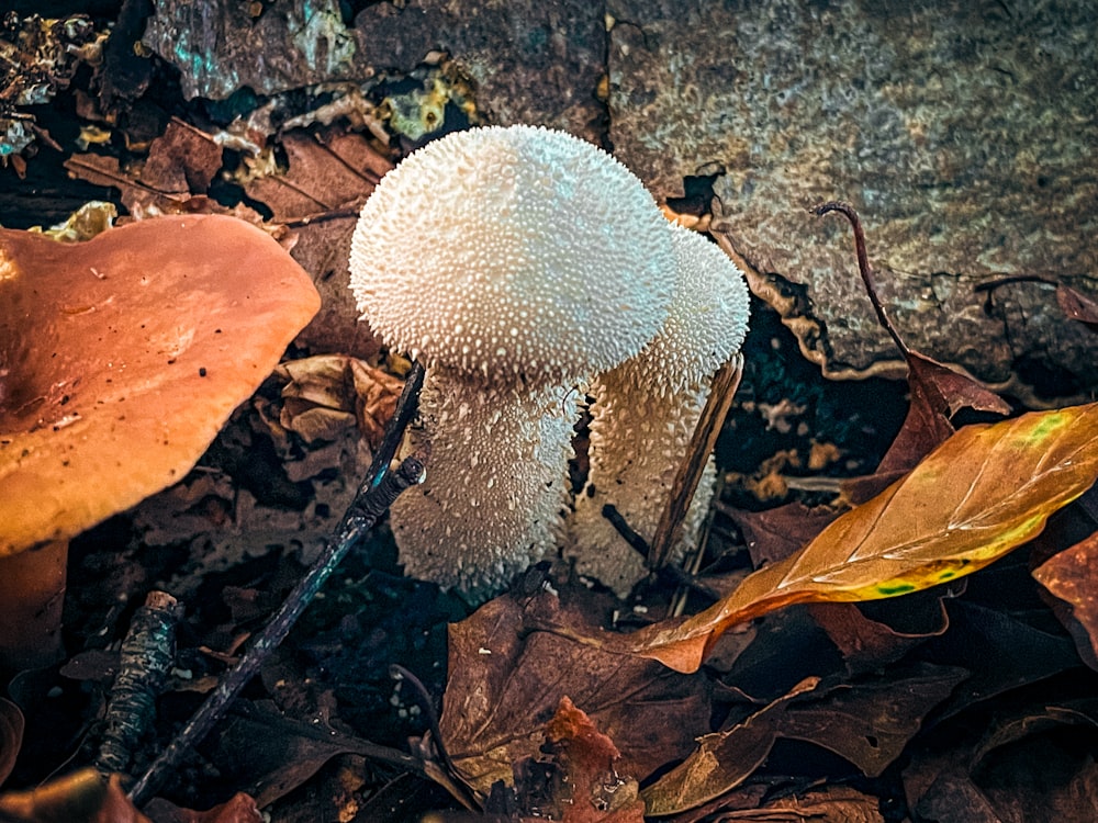 a close up of a mushroom on the ground