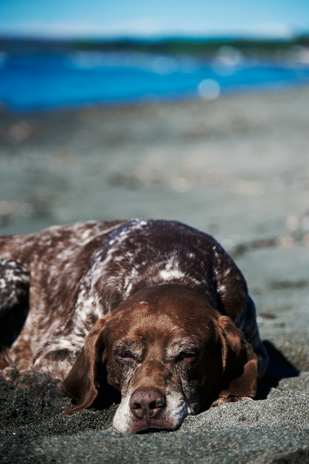 a brown and white dog laying on top of a sandy beach