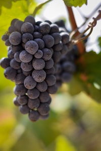 Sweet Purple Grapes