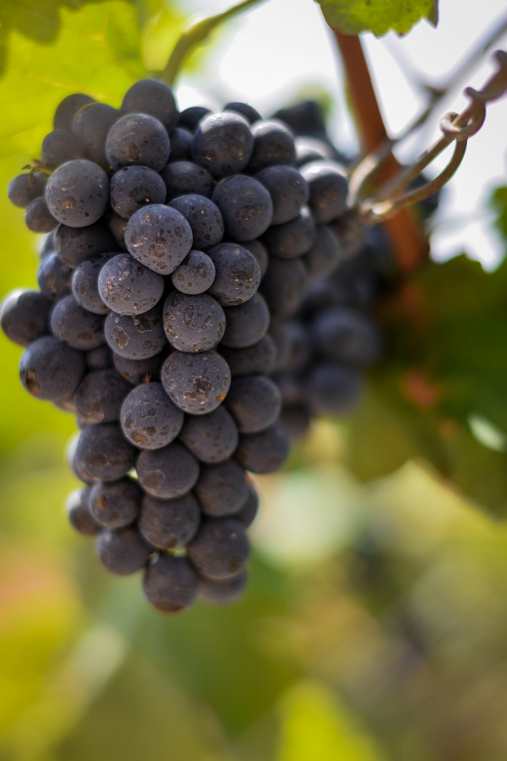 a bunch of grapes hanging from a vine