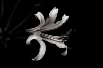 Close-up black and white photo of a flower with intricate details.