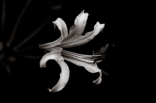 Close-up black and white photo of a flower with intricate details.