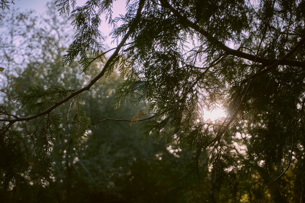 the sun shines through the branches of a tree