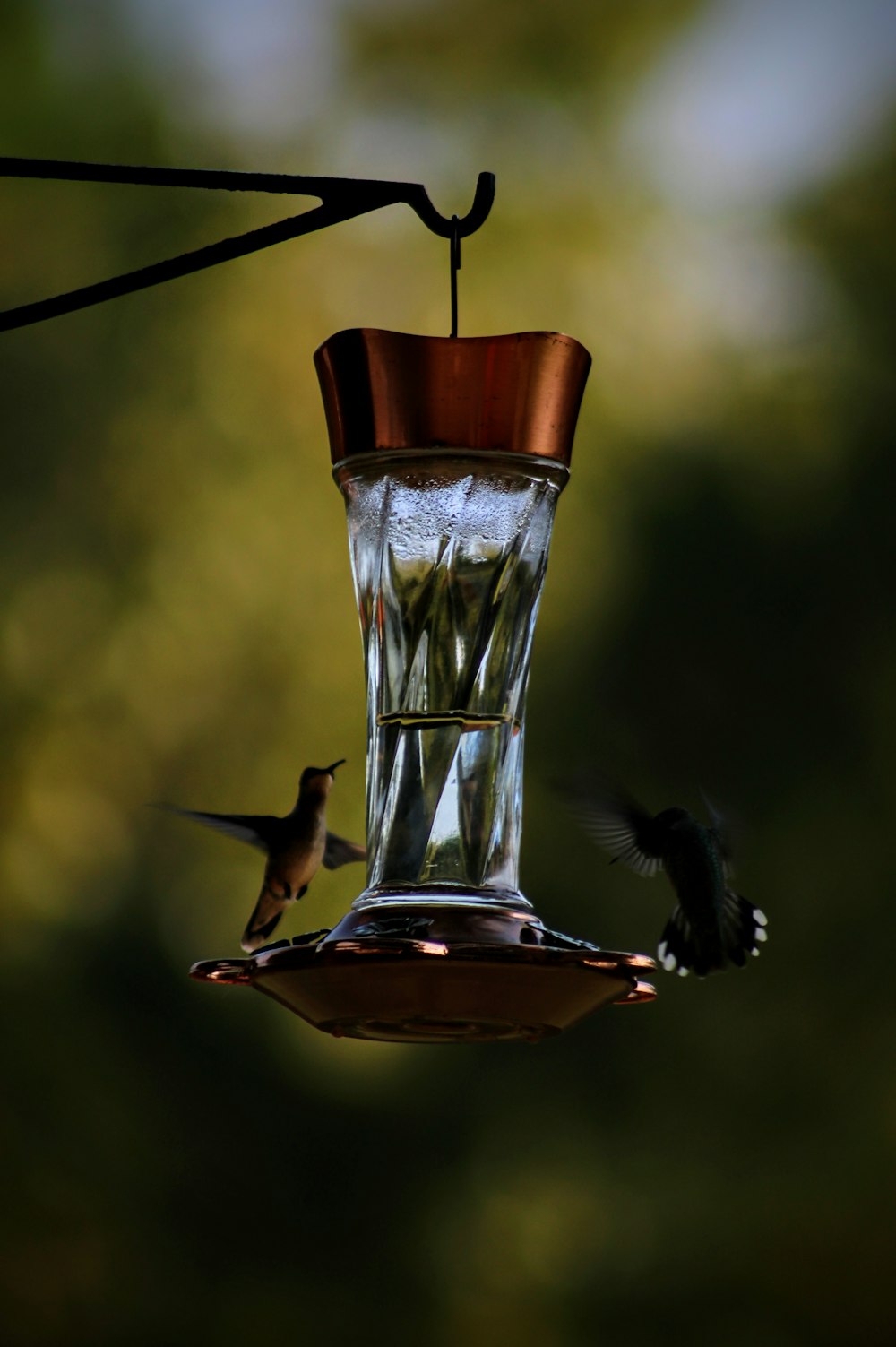 a hummingbird is drinking from a hummingbird feeder