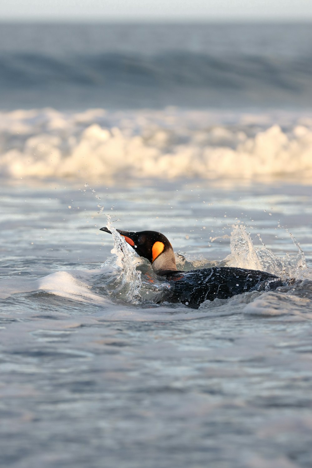 a black and white bird swimming in the ocean