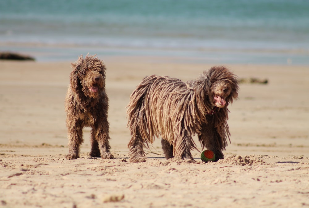 two shaggy dogs playing with a frisbee on the beach