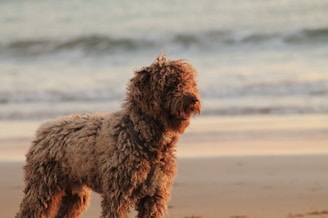 a dog standing on a beach next to the ocean