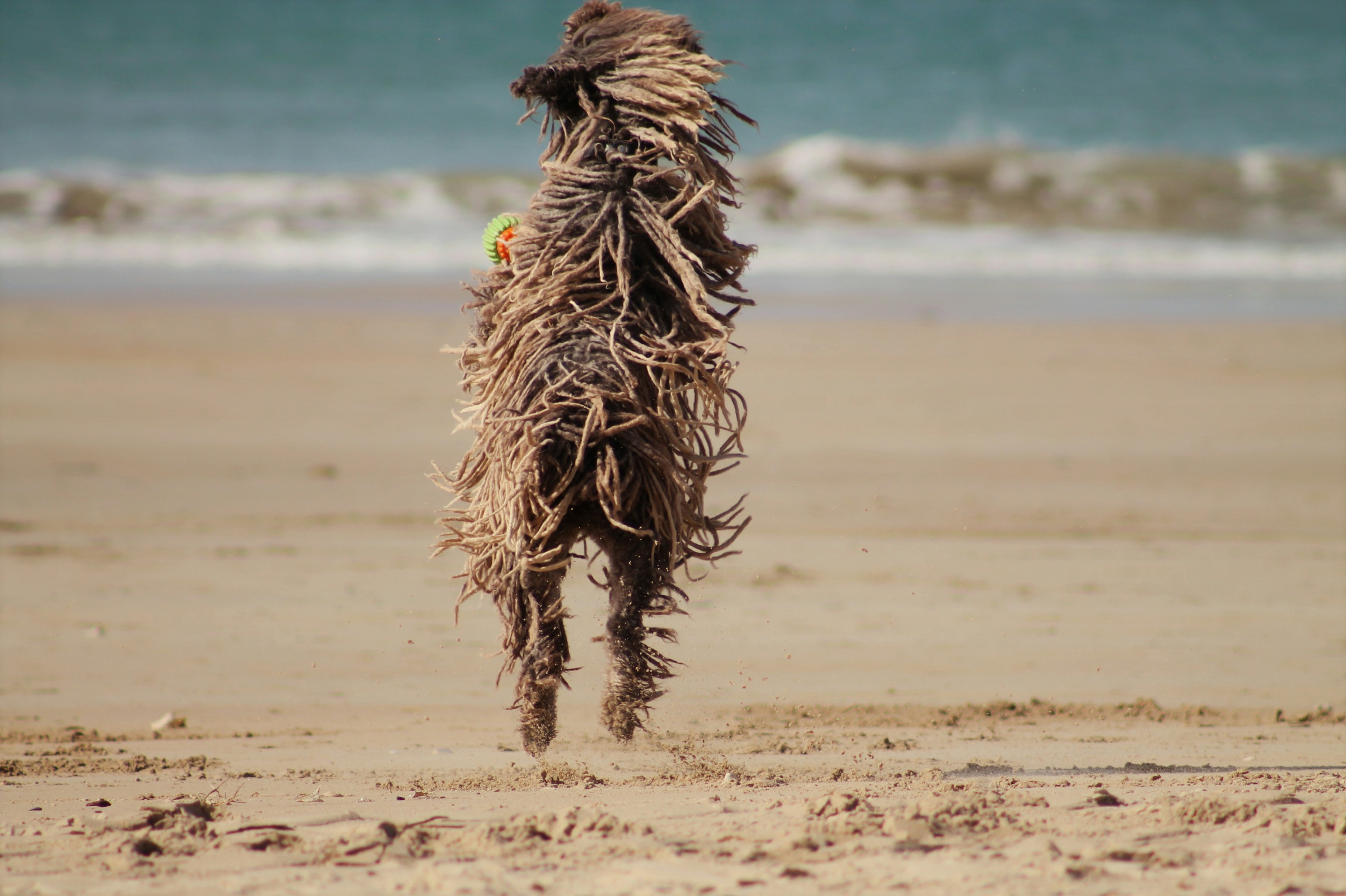 a dog running on the beach with a frisbee in its mouth