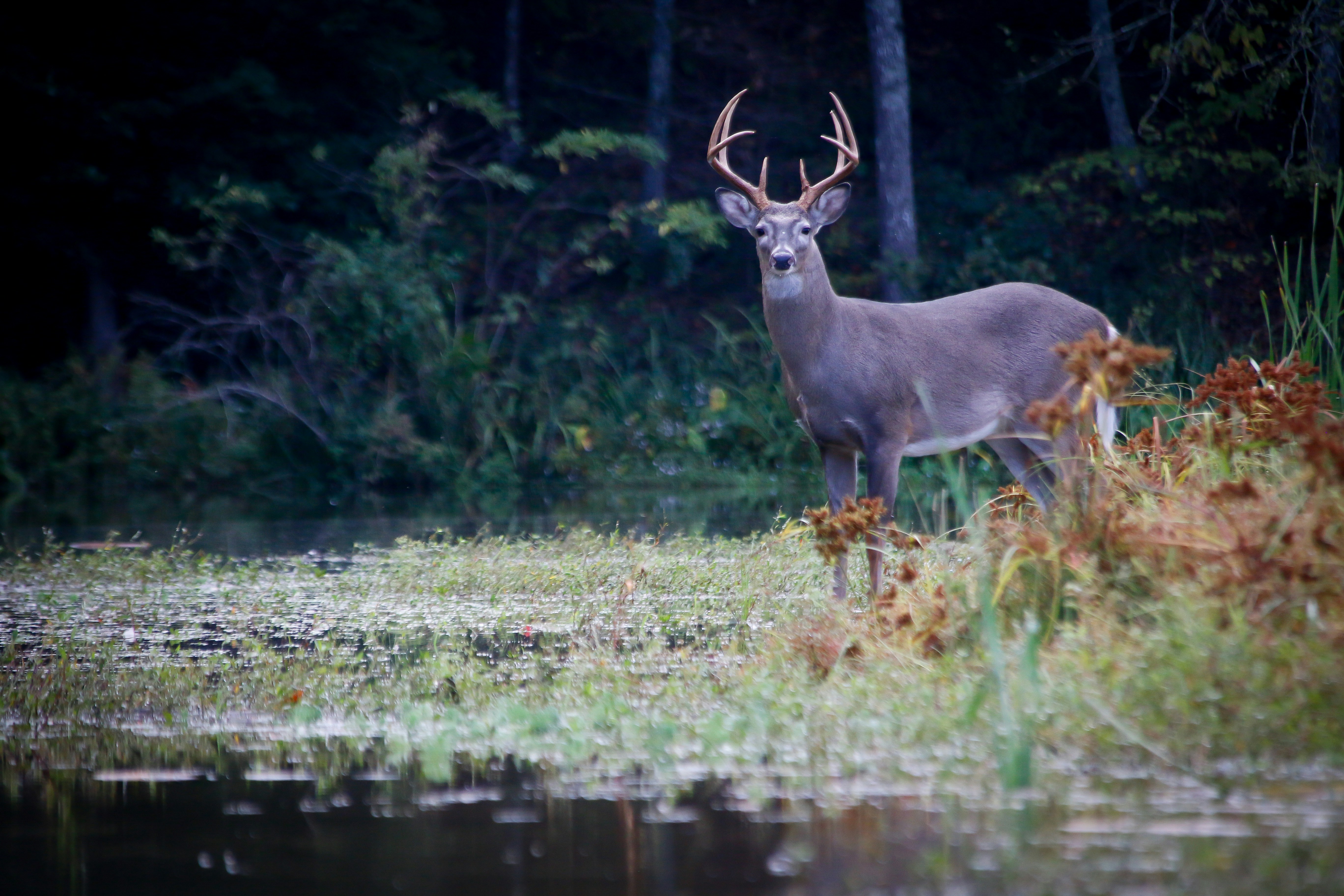 The Pregame: Trophy Hunting