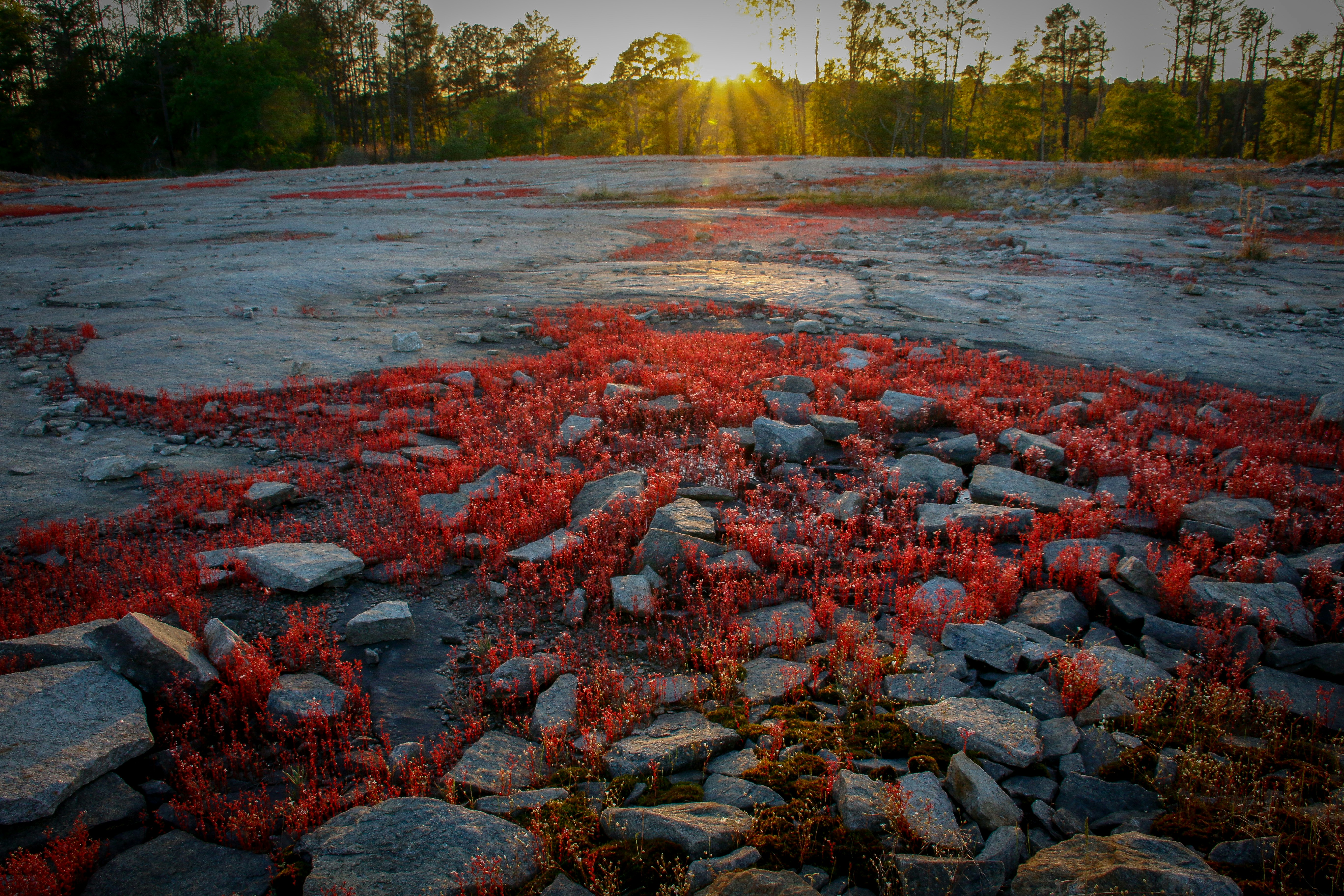 a field with rocks and red plants in it
