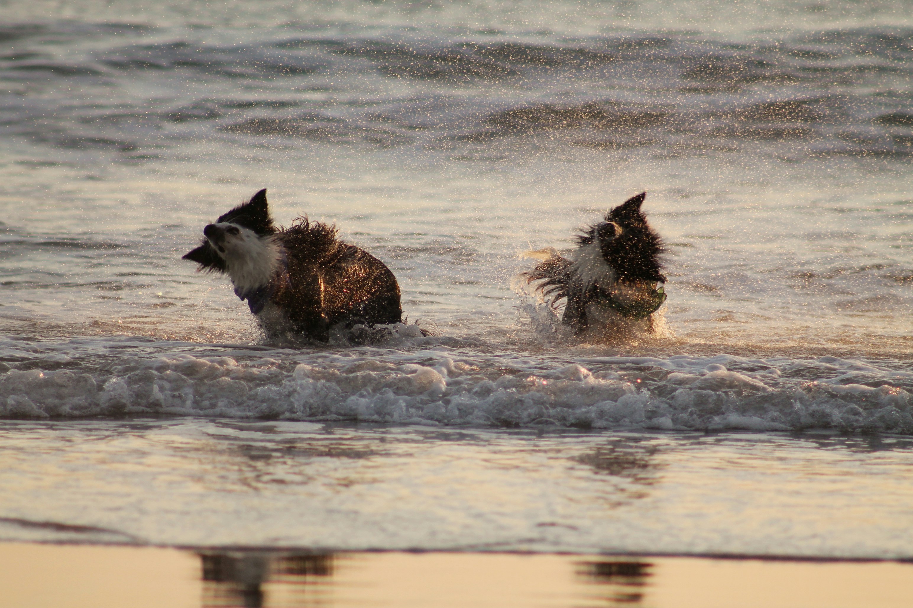 two dogs playing in the water at the beach