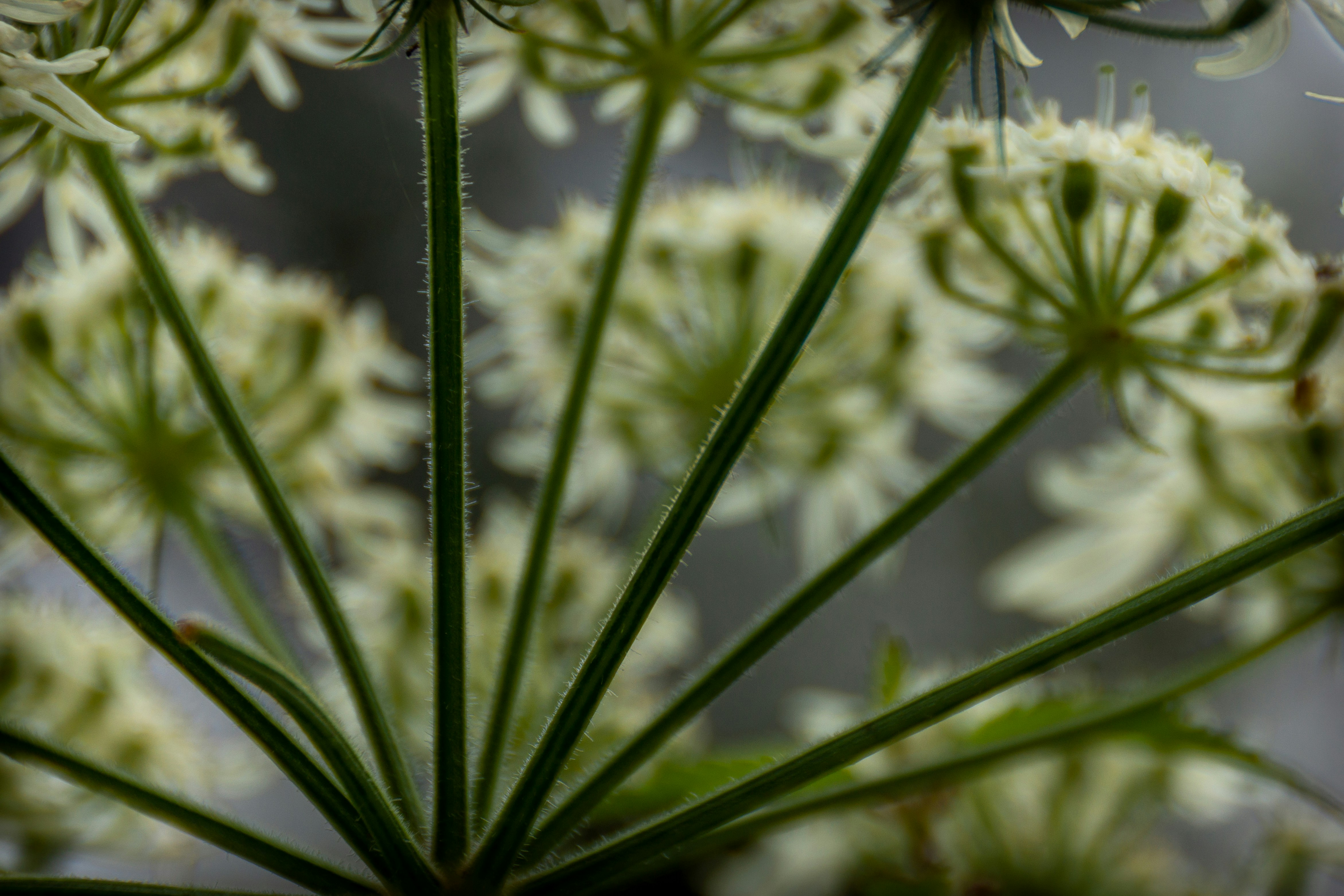 A close up of a plant with white flowers photo – Free Flower Image on ...