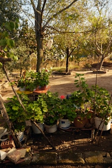 A garden scene featuring several potted plants with lush green leaves arranged on the ground and on a low table. Sticks are being used to support the plants, and there's a background of tall trees with light penetrating through their leaves. The ground is earthy and appears to be in a rural or outdoor setting.