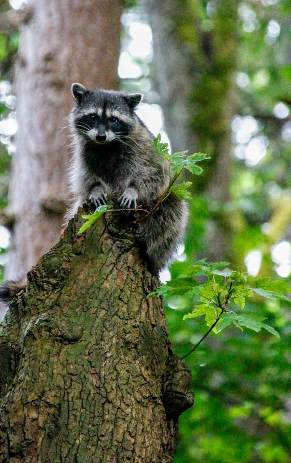 a raccoon standing on a tree stump in a forest