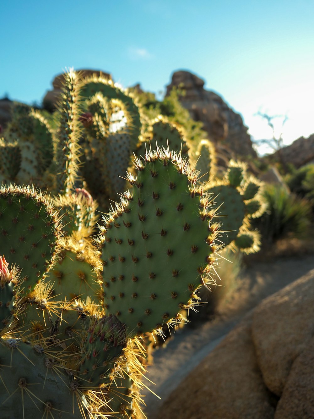 a cactus in the desert with rocks in the background