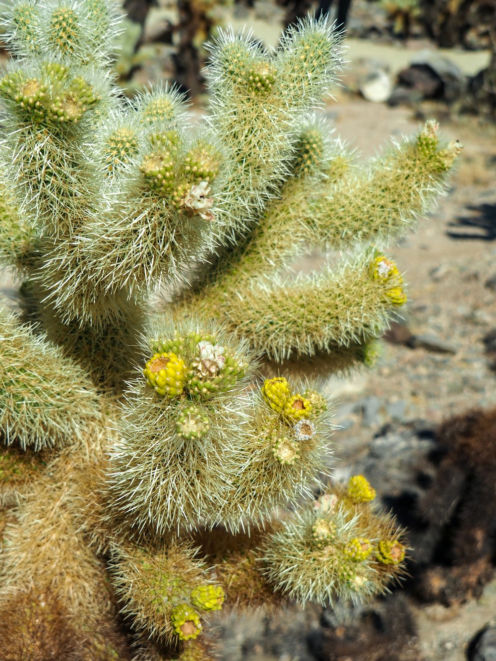 a green cactus with yellow flowers in the desert