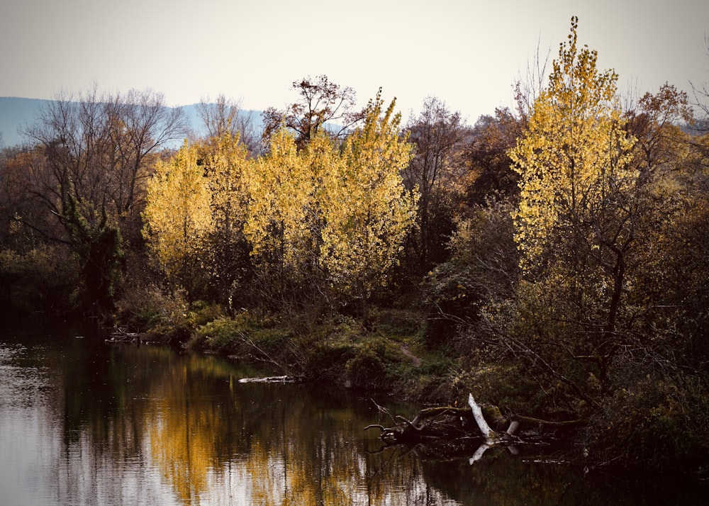 un plan d’eau entouré d’arbres aux feuilles jaunes