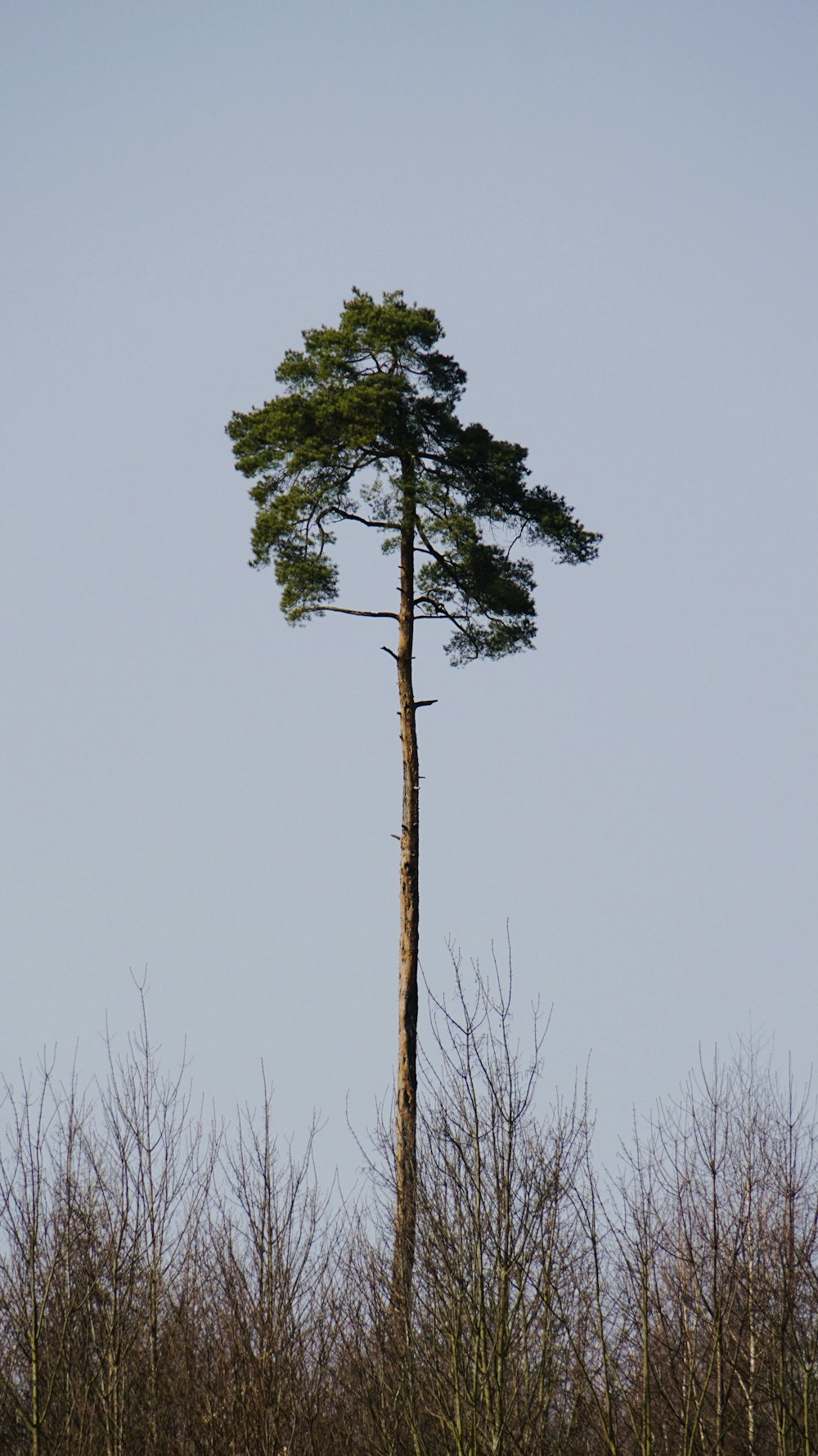 a lone pine tree in the middle of a forest