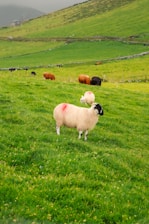 A picturesque green pasture with multiple sheep and cows grazing. The foreground features a sheep marked with a red spot, standing on lush green grass. Rolling hills and a stone fence create a serene rural backdrop, under a cloudy sky.