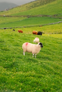 A picturesque green pasture with multiple sheep and cows grazing. The foreground features a sheep marked with a red spot, standing on lush green grass. Rolling hills and a stone fence create a serene rural backdrop, under a cloudy sky.