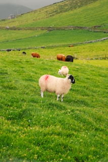 A picturesque green pasture with multiple sheep and cows grazing. The foreground features a sheep marked with a red spot, standing on lush green grass. Rolling hills and a stone fence create a serene rural backdrop, under a cloudy sky.