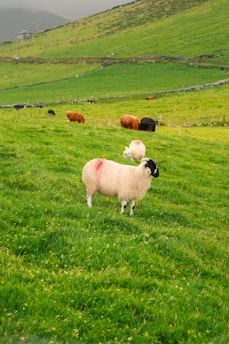 A picturesque green pasture with multiple sheep and cows grazing. The foreground features a sheep marked with a red spot, standing on lush green grass. Rolling hills and a stone fence create a serene rural backdrop, under a cloudy sky.