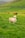 A picturesque green pasture with multiple sheep and cows grazing. The foreground features a sheep marked with a red spot, standing on lush green grass. Rolling hills and a stone fence create a serene rural backdrop, under a cloudy sky.