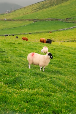 A picturesque green pasture with multiple sheep and cows grazing. The foreground features a sheep marked with a red spot, standing on lush green grass. Rolling hills and a stone fence create a serene rural backdrop, under a cloudy sky.