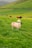 A picturesque green pasture with multiple sheep and cows grazing. The foreground features a sheep marked with a red spot, standing on lush green grass. Rolling hills and a stone fence create a serene rural backdrop, under a cloudy sky.