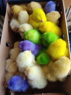 Boxes filled with newly hatched chicks ready for delivery.